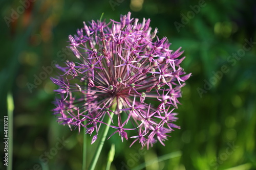 Allium - Zierlauch