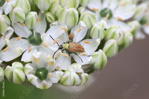 Kleiner Schmalbock auf Blüte