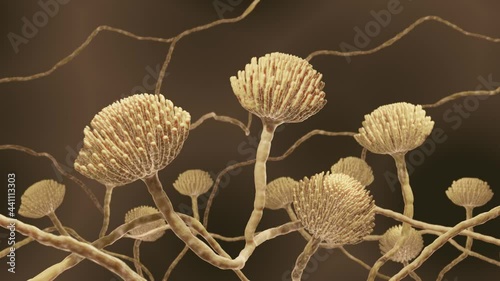 Aspergillus, Mold fungi close-up
