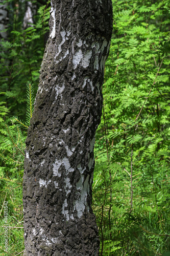 Fragment of the trunk of an old birch tree on a summer day