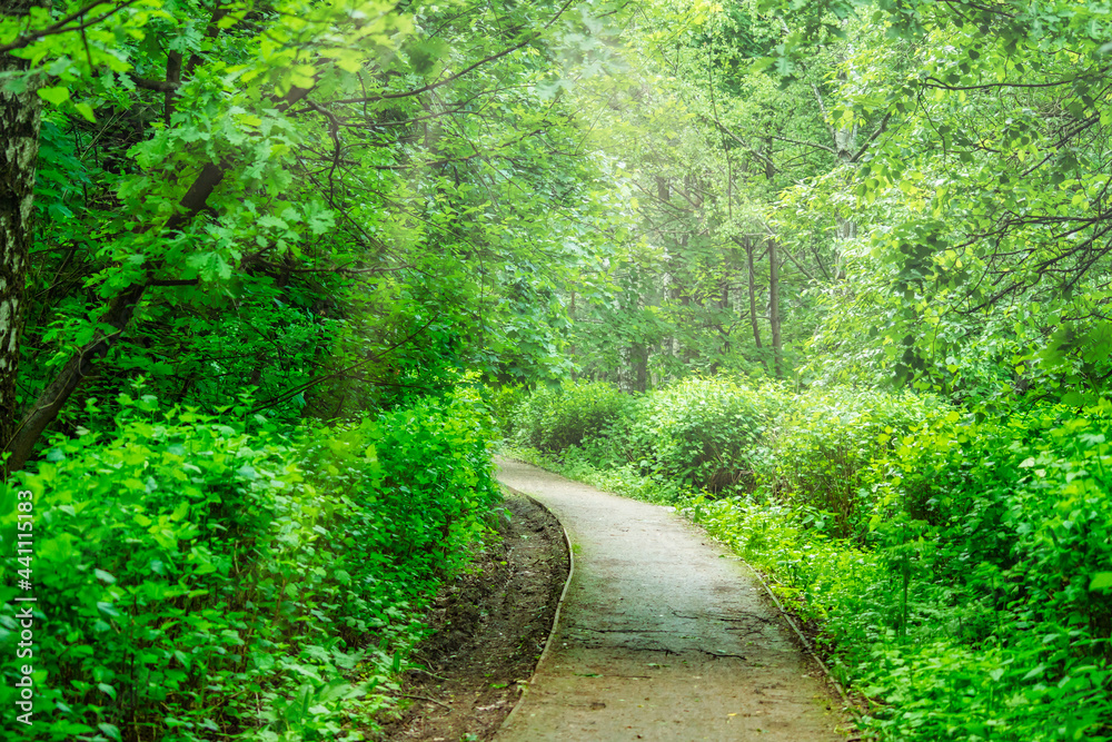 A narrow paved path in the park. Walking path between green bushes. A place for a summer family vacation. A narrow paved path in the park. Walking path between green bushes. A place for a summer family vacation.