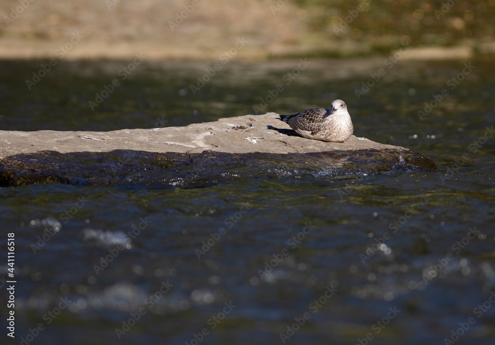 gaviota patiamarilla (Larus michahellis) joven gaviota patiamarilla (Larus michahellis) joven