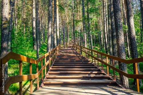 Wooden staircase in the forest of the Krasnoyarsk Pillars Reserve