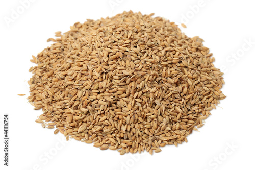 paddy on a white background