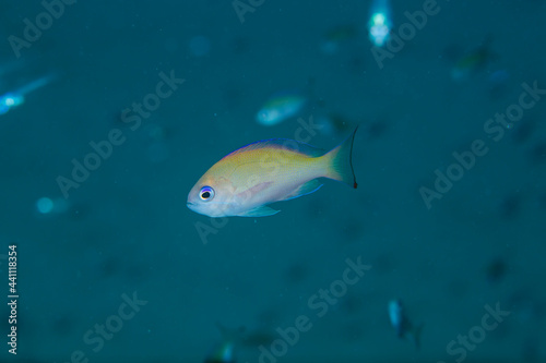 石垣島　魚　ケラマハナダイ　海　