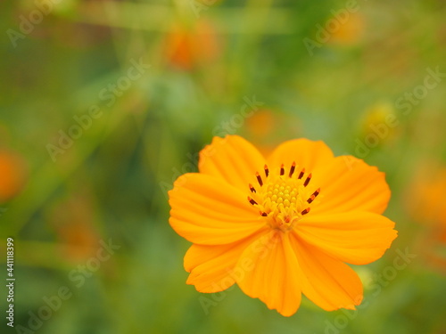 Yellow cosmos flower