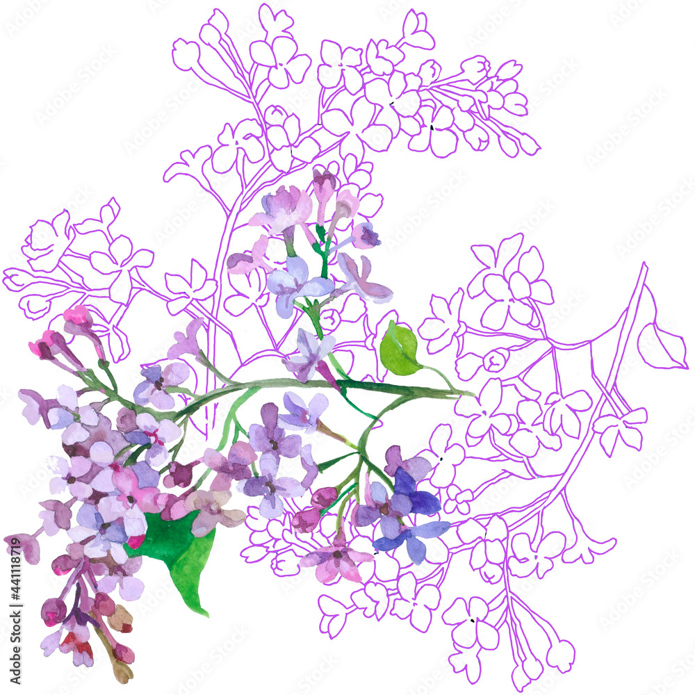 Lilac branches violet on white background botanical illustration for all prints.