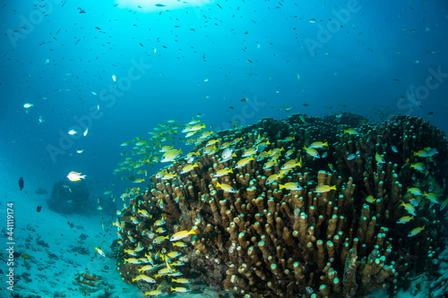 サンゴ礁 珊瑚 海 魚 石垣島