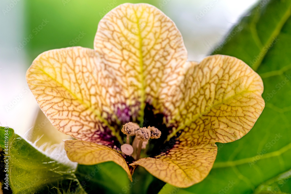 black henbane, medieval medicine plant with flower black henbane, medieval medicine plant with flower
