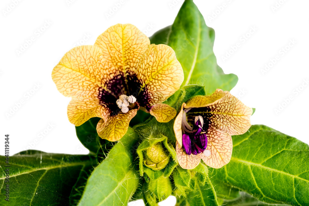 Naklejka premium black henbane, medieval medicine plant with flower