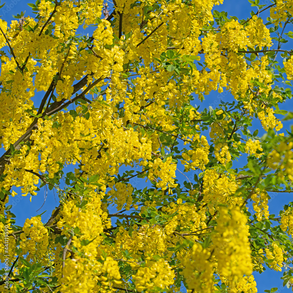 Blühender Goldregen, Laburnum, im Frühling Blühender Goldregen, Laburnum, im Frühling