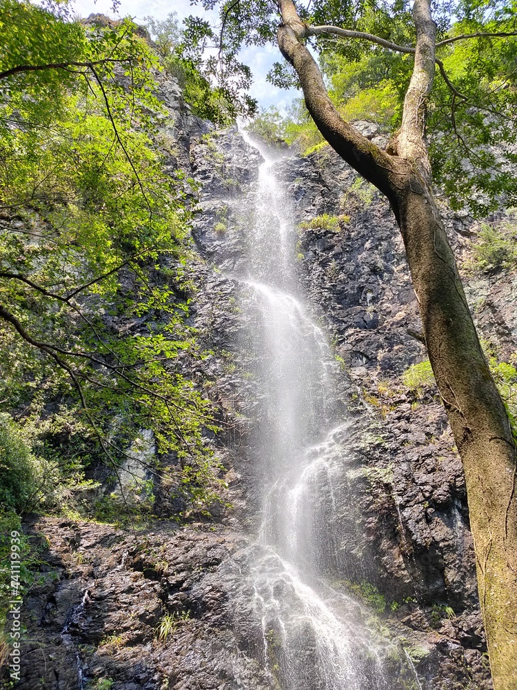 Obraz premium 癒し