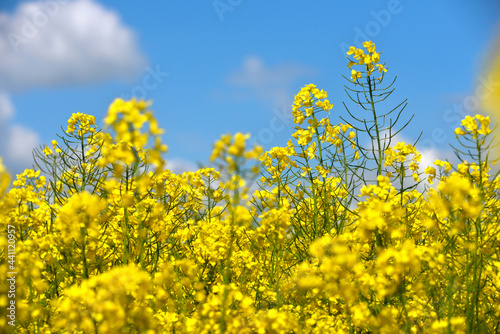 Cuadro en lienzo Yellow summer field