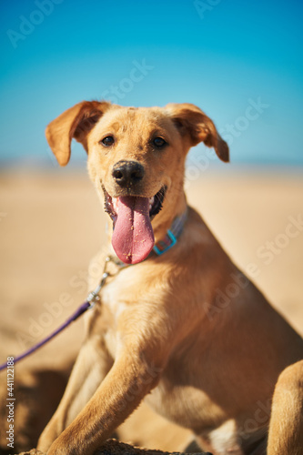 Funny dog looking at camera on beach