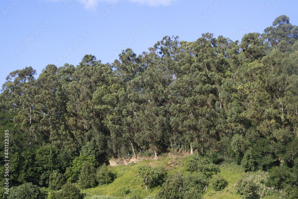 Vegetation in an urban park in a summer day