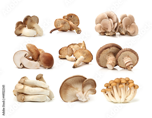 different mushrooms on a white background