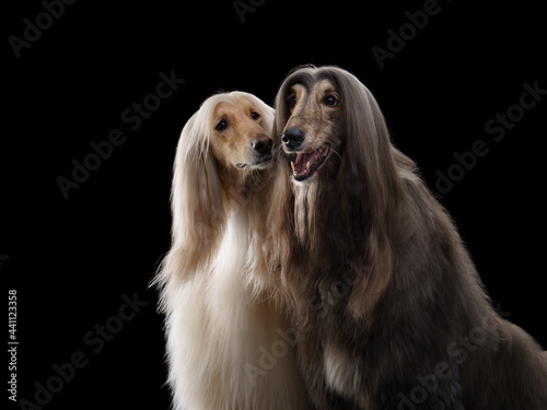 Wallpaper Mural two dogs. Love, relationships. Afghan hound on a black background. long-haired dog for excellent grooming Torontodigital.ca