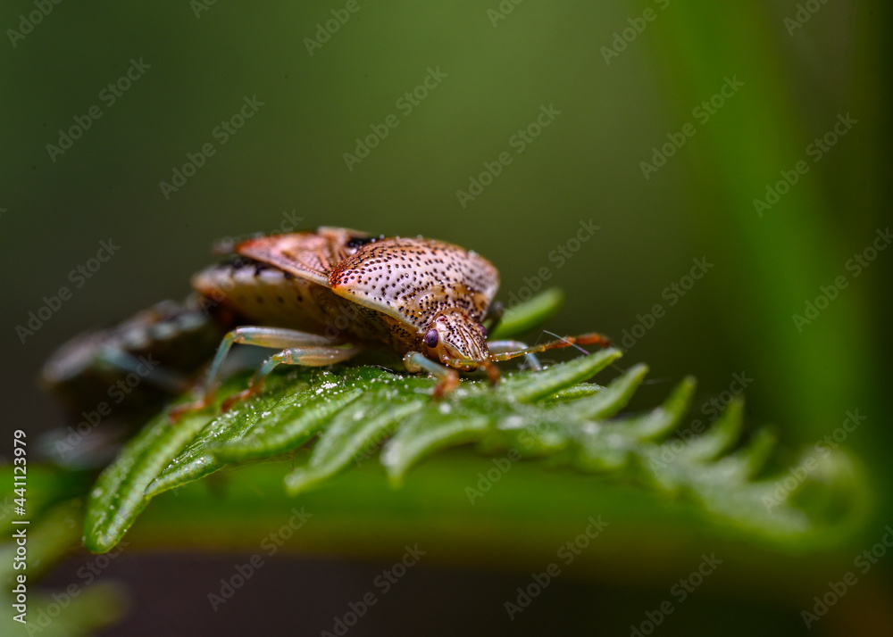 Forest bug (or red-legged shieldbug) mating on a tree leaf Forest bug (or red-legged shieldbug) mating on a tree leaf