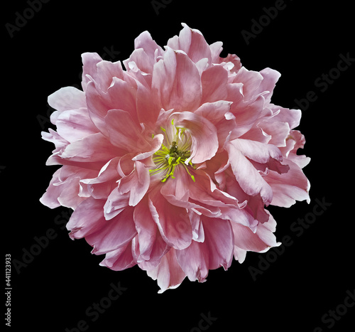 Pink  peony  flower  on black isolated background with clipping path. Closeup. For design. Nature.