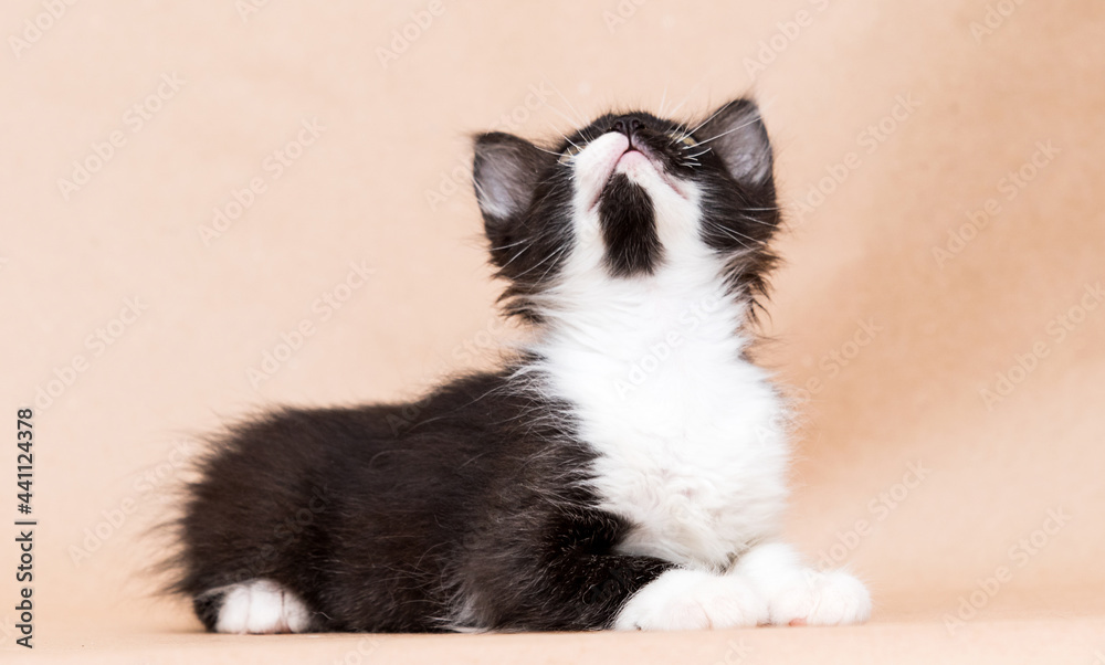 small kitten black and white color in the studio small kitten black and white color in the studio