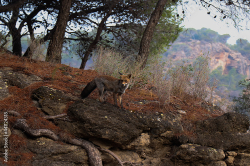 I found a wild fox on my way to do the caminito del rey in Málaga. © Andrea GR