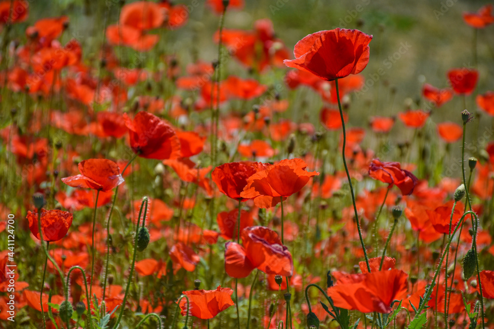 field of poppies