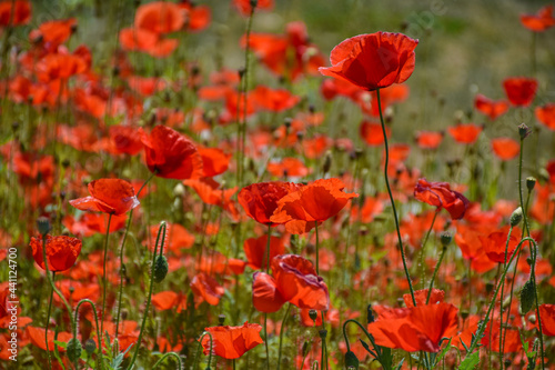 Obraz na płótnie field of poppies w salonie