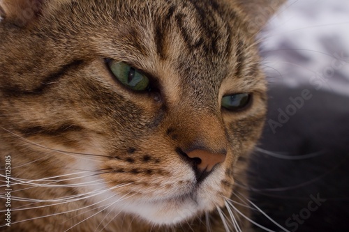 Closeup of a tabby cat`s face with green eyes. A cat with brown fur and a dark drawing is looking ahead. Face detail.