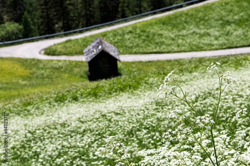 Eine Almwiese mit Wiesenkerbel vor einer kleinen Almhütte photo