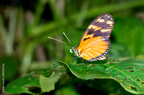 Tropical Butterfly, Tropical Rainforest, Marino Ballena National Park, Uvita de Osa, Puntarenas, Costa Rica, Central America, America © Al Carrera