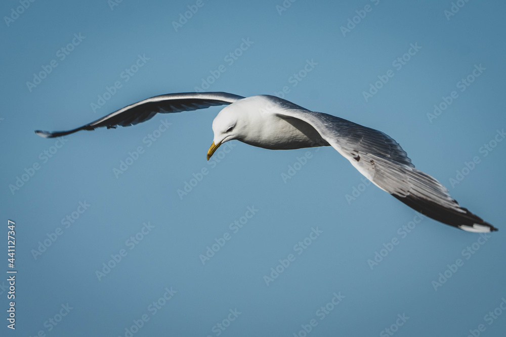 Möwen am Meer