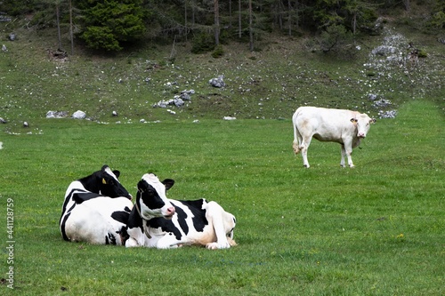 Zwei schwarz weiß gefleckte Rinder der Holsteinrasse und ein weißes Rind der Rasse Charolais im Hintergrund
