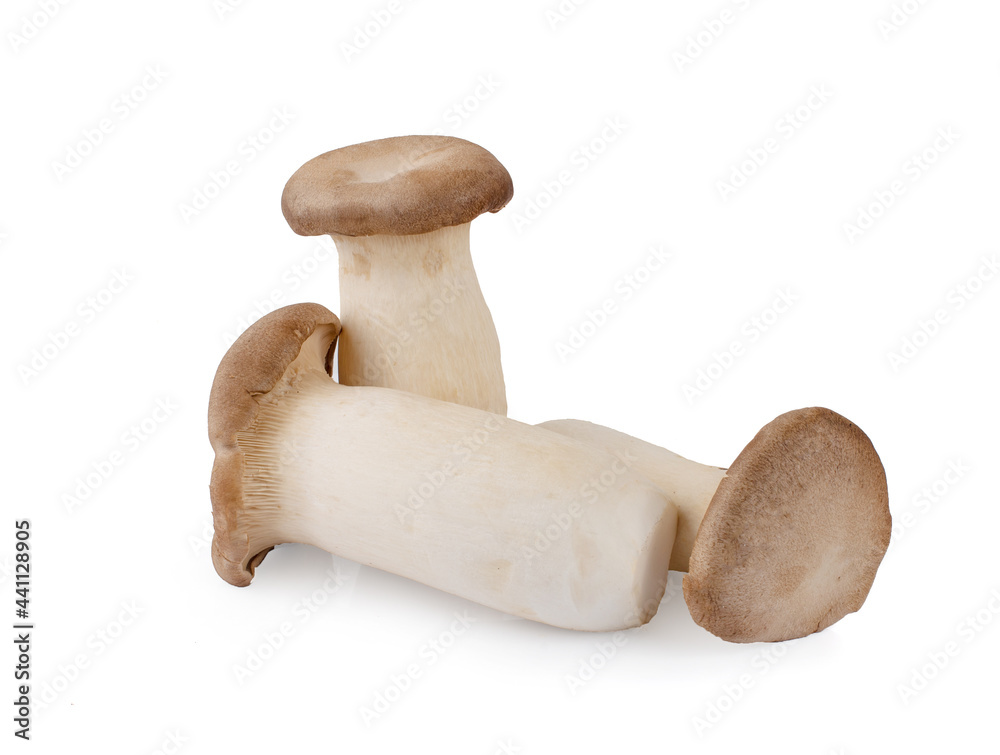 Pleurotus eryngii mushrooms on white background Pleurotus eryngii mushrooms on white background