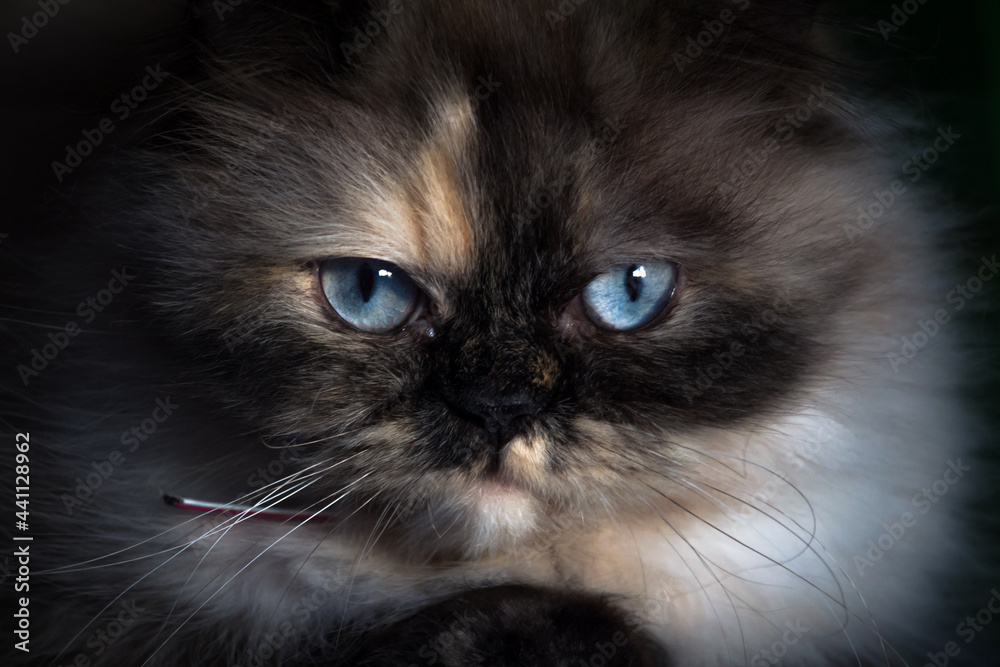 close up of a persian cat