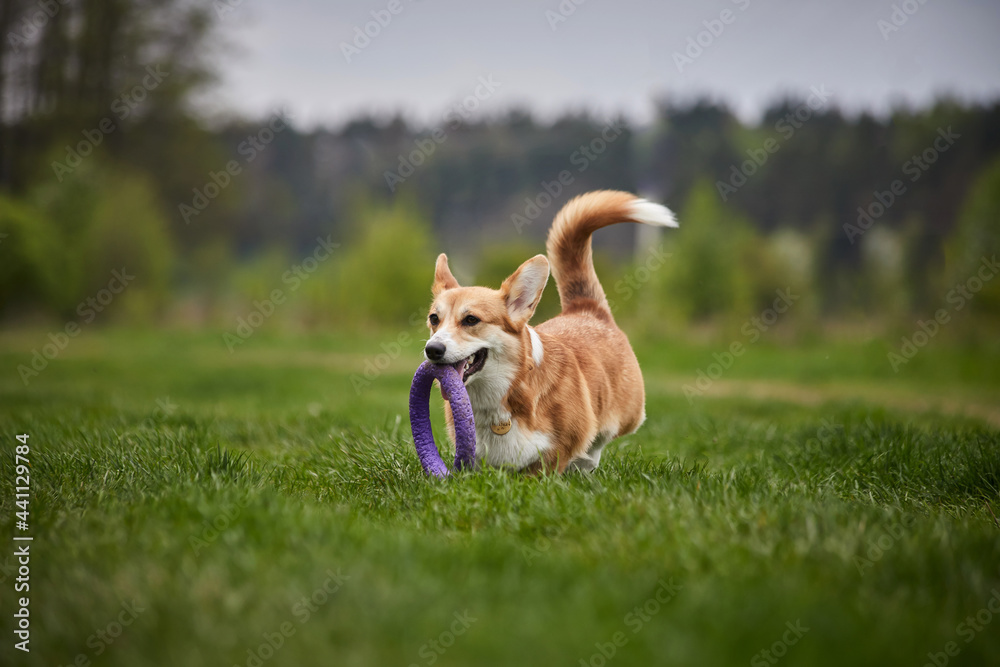 Happy Welsh Corgi Pembroke dog playing with puller in the spring park Happy Welsh Corgi Pembroke dog playing with puller in the spring park
