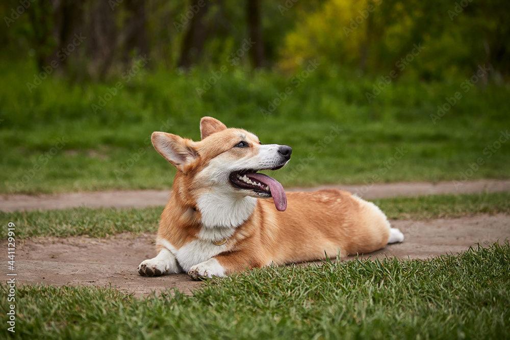 Happy Welsh Corgi Pembroke dog playing with puller in the spring park