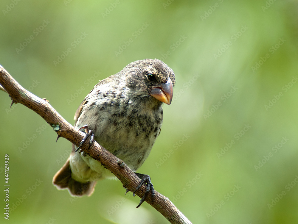 Medium ground Finch, Geospiza fortis