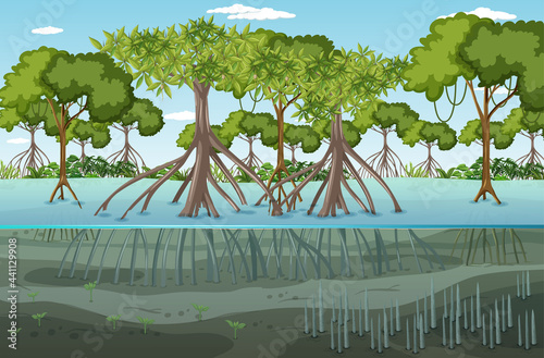 Mangrove forest landscape scene at daytime