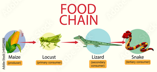 Science food chain diagram