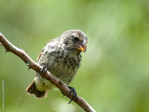 Obraz na płótnie Medium ground Finch, Geospiza fortis w salonie