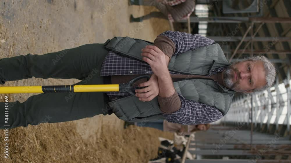 Vertical portrait shot of middle-aged man with grey hair and beard leaning on shovel and posing at cattle farm
