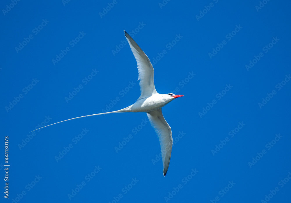 Fototapeta premium Red-billed Tropicbird, Phaethon aethereus