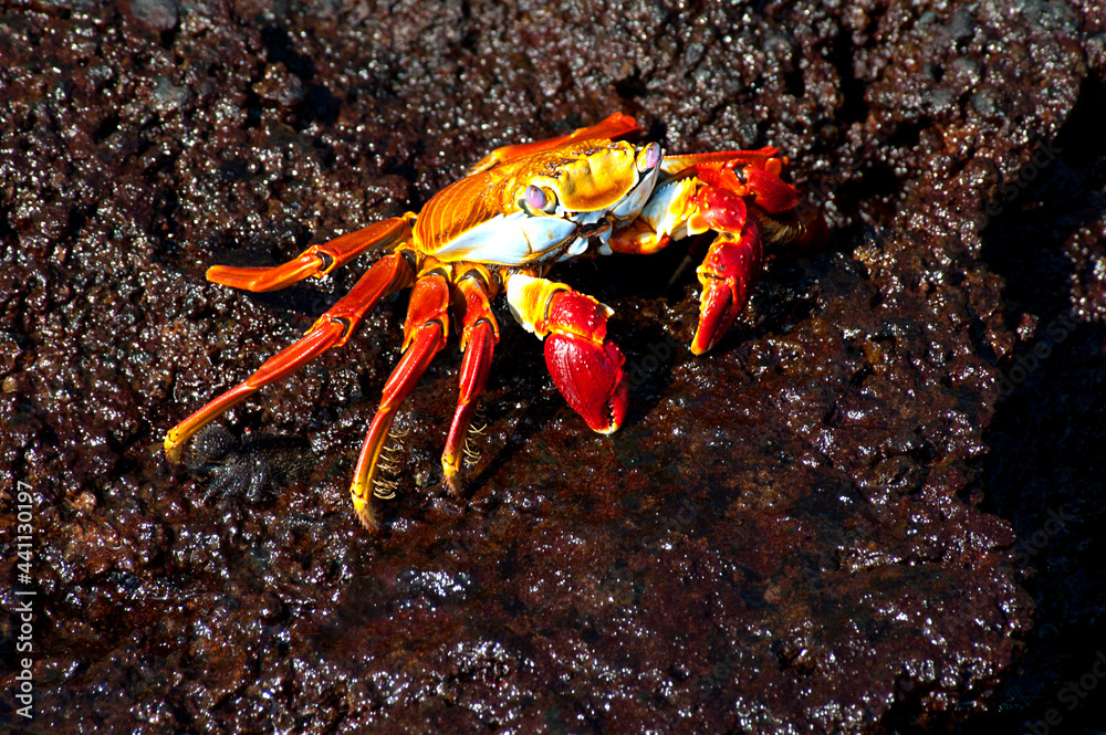 Sally lightfoot Crab, Grapsus grapsus