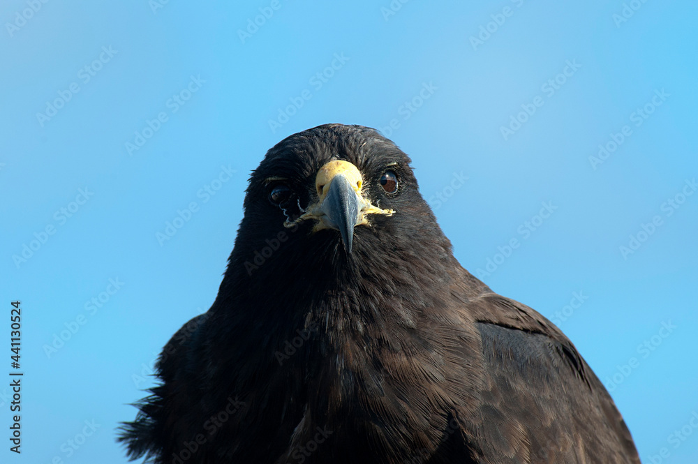 Galapagos Hawk, Buteo galapagoensis Galapagos Hawk, Buteo galapagoensis