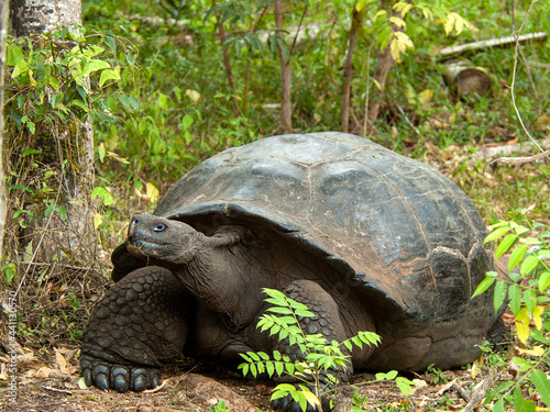 Galapagos Giant Tortoise, Chelonoidis Chelonoidis donfaustoi
