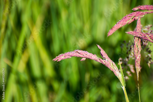 Wide-spread green grasses photo