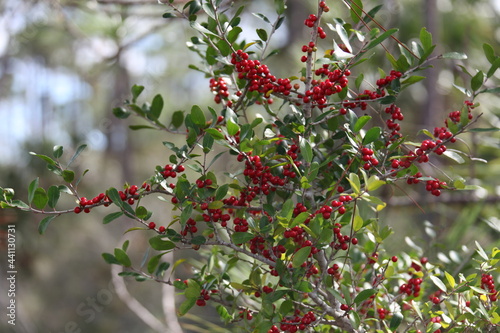 The small red fruits of Ilex vomitoria commonly known as yaupon or yaupon holly