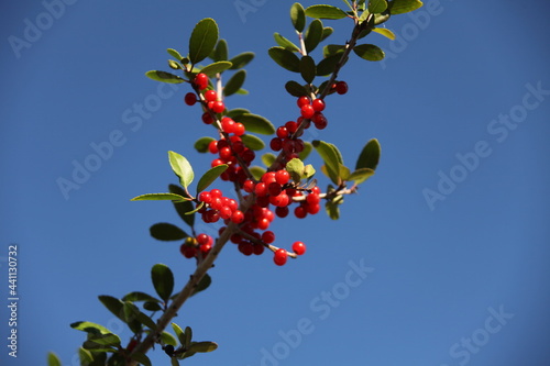 The small red fruits of Ilex vomitoria commonly known as yaupon or yaupon holly