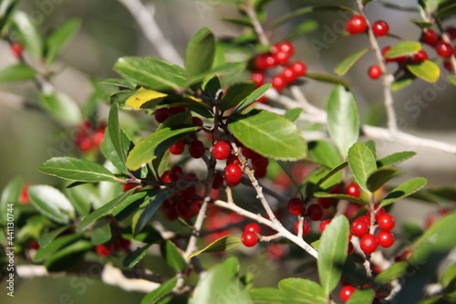 The small red fruits of Ilex vomitoria commonly known as yaupon or yaupon holly