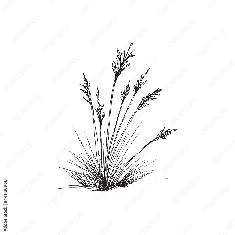 Fototapeta premium Bunch of fescue grass plant common blue fescue in engraving style.